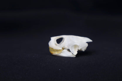 Red Eared Slider Skull