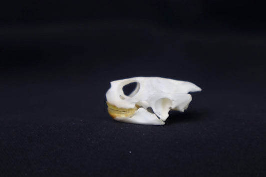 Red Eared Slider Skull