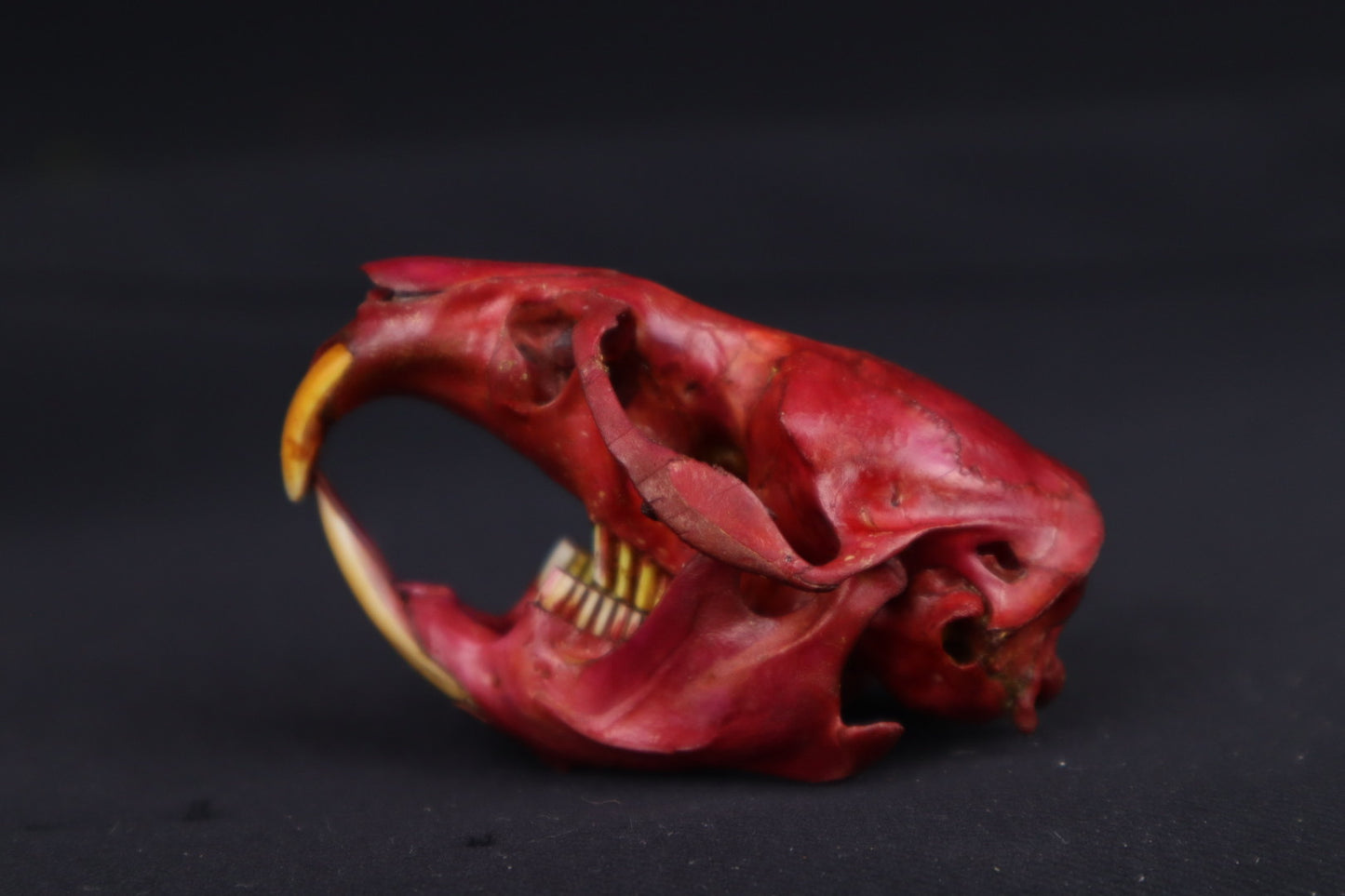 Naturally Stained Muskrat Skull