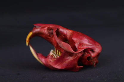 Naturally Stained Muskrat Skull