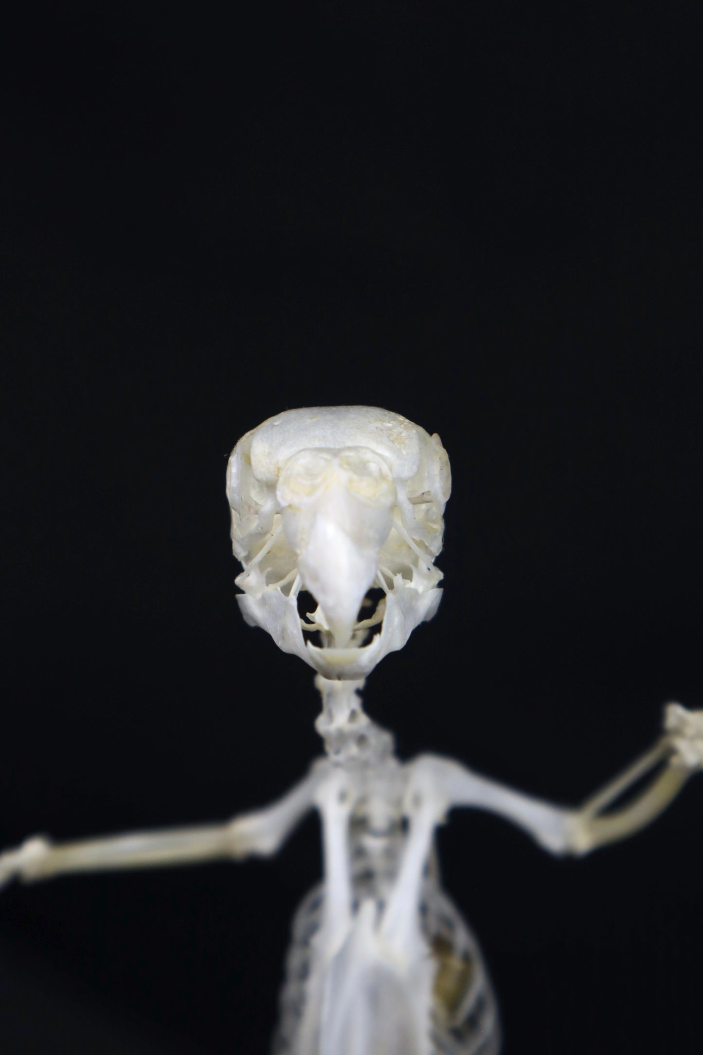 Reserved for Amanda - Articulated Parakeet Skeleton with Sclerotic Lenses