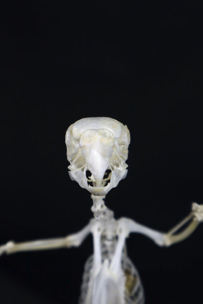 Reserved for Amanda - Articulated Parakeet Skeleton with Sclerotic Lenses