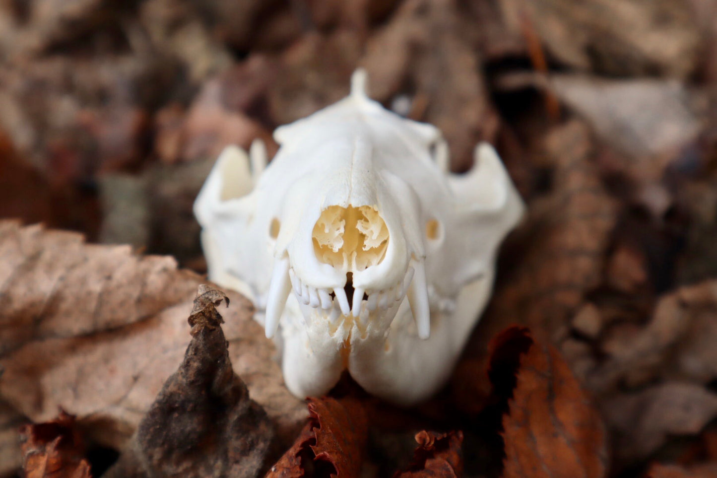 Opossum Skull