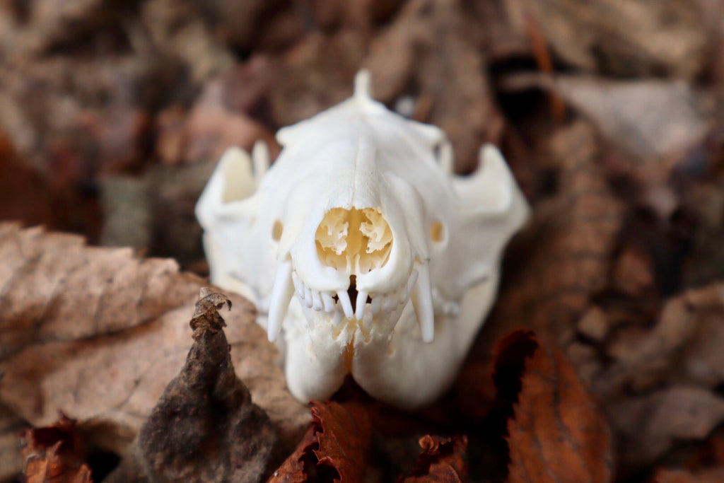 Opossum Skull