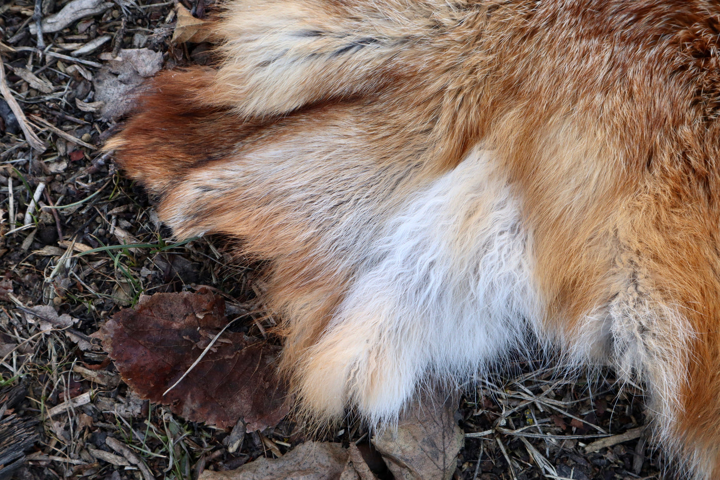 Red Fox Pelt - Double Bend