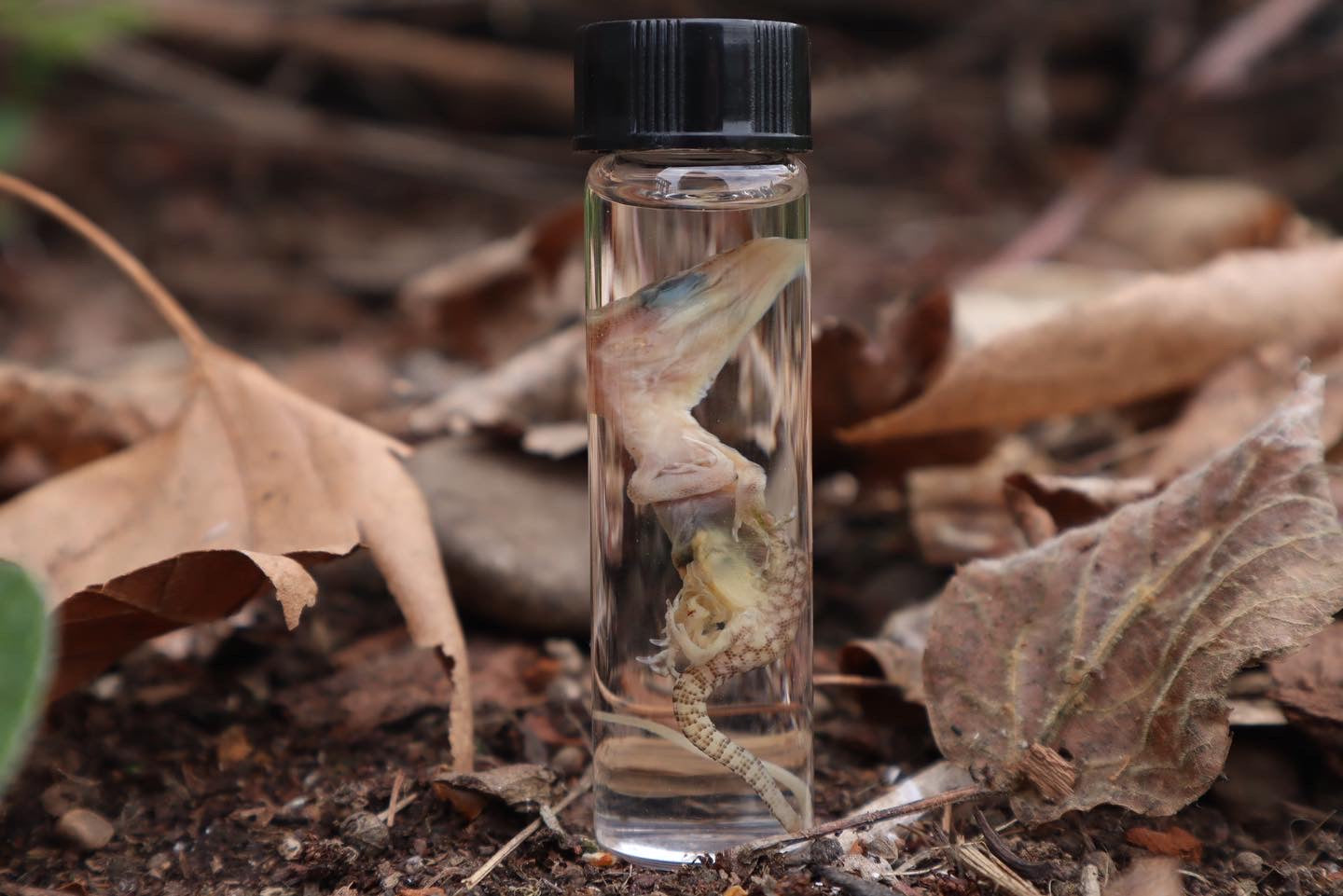 Baby Red Ackie Monitor Wet Specimen