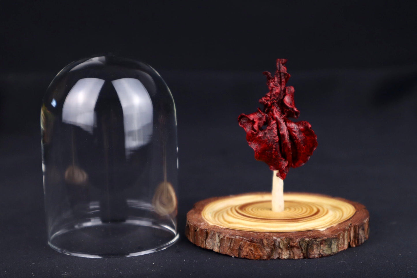 Dry Preserved Kitten Lungs in Glass Dome