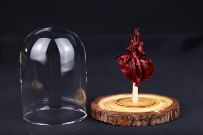 Dry Preserved Kitten Lungs in Glass Dome