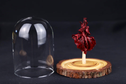 Dry Preserved Kitten Lungs in Glass Dome