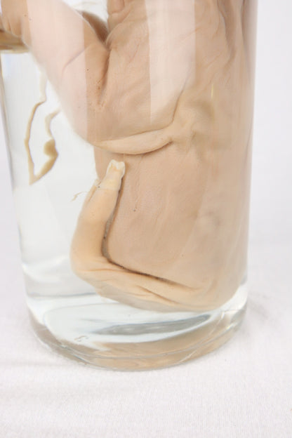 Reserved For Istas Love - Wet Specimen Piglet with Congenital Disorders