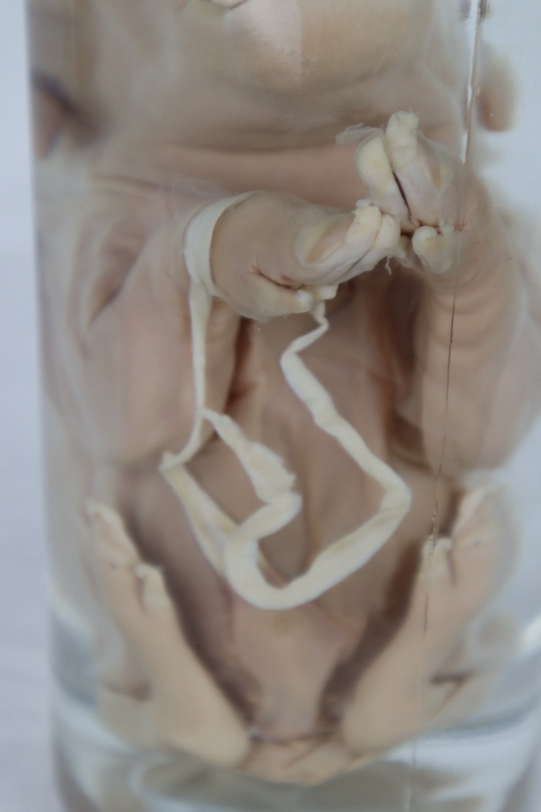 Wet Specimen Piglet with Congenital Disorders