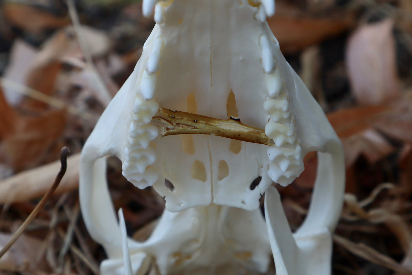 Opossum Skull with Stick Lodged in Mouth