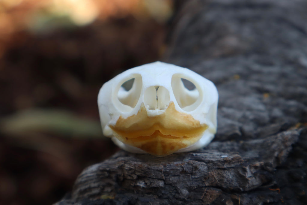 Red Eared Slider Skull