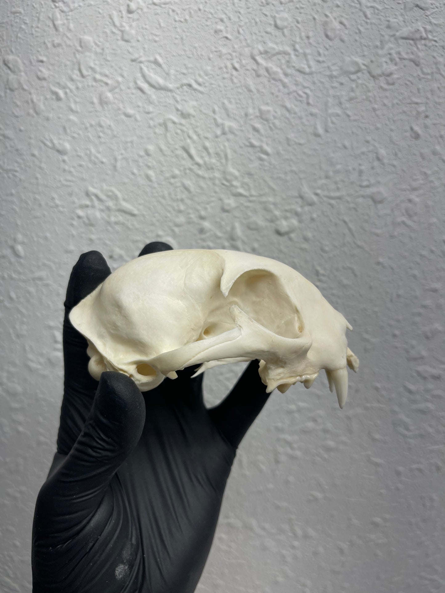Reserved for Kaitlyn Michelle - Craft Pathological Bobcat Skull