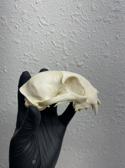 Reserved for Kaitlyn Michelle - Craft Pathological Bobcat Skull