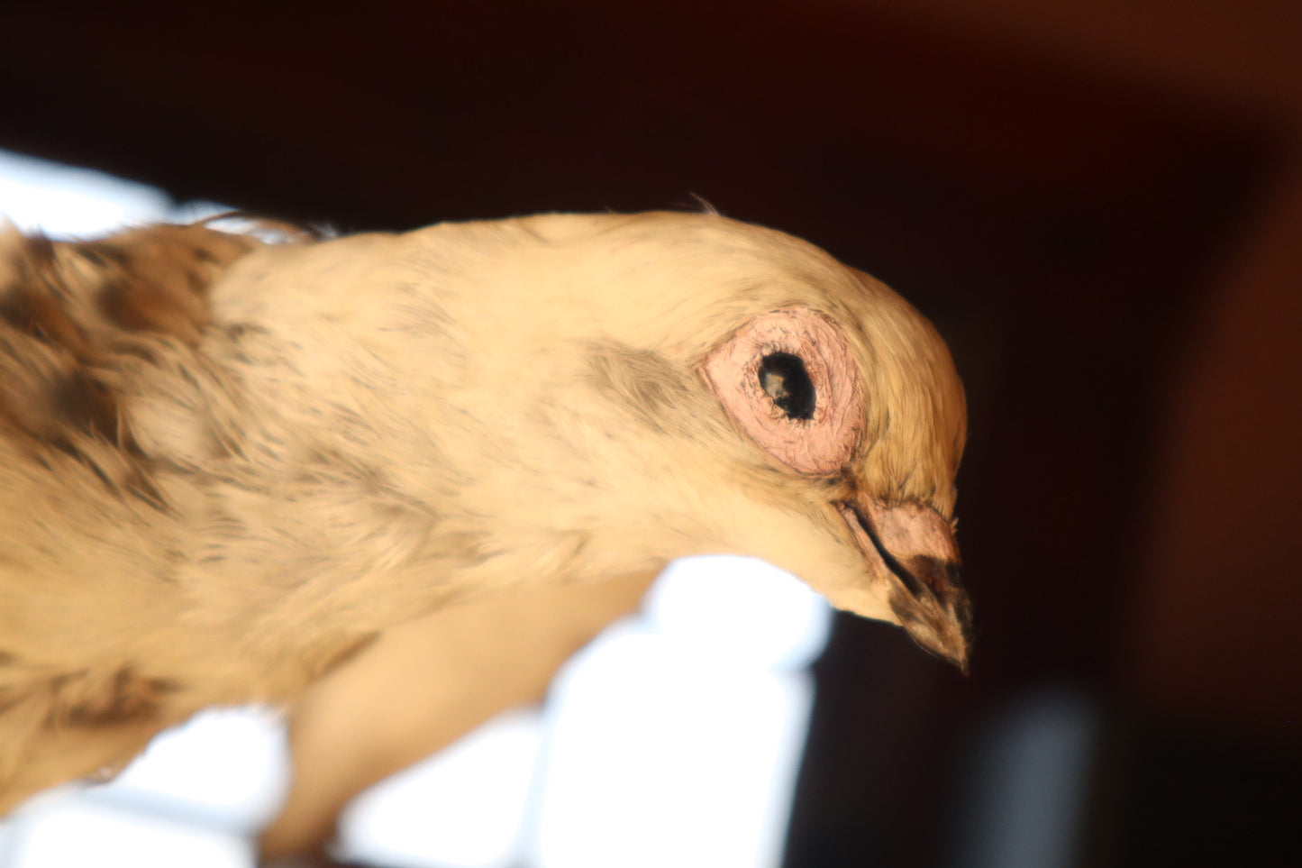 Taxidermy Pigeon