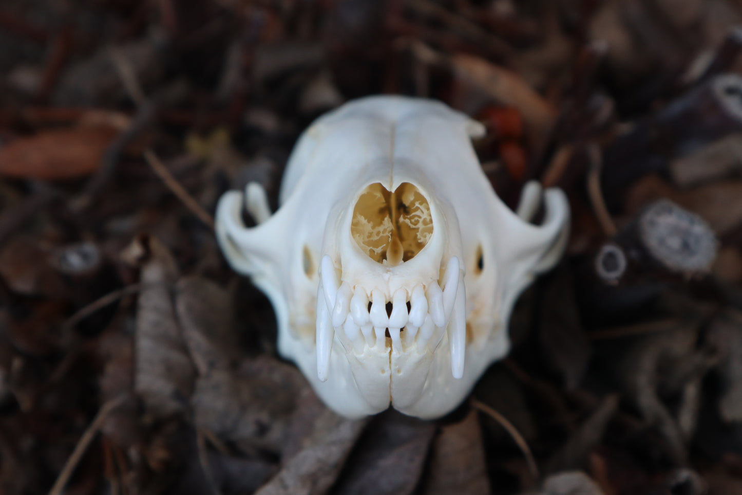 Reserved for Skye - Red Fox Mushroom Skullpture