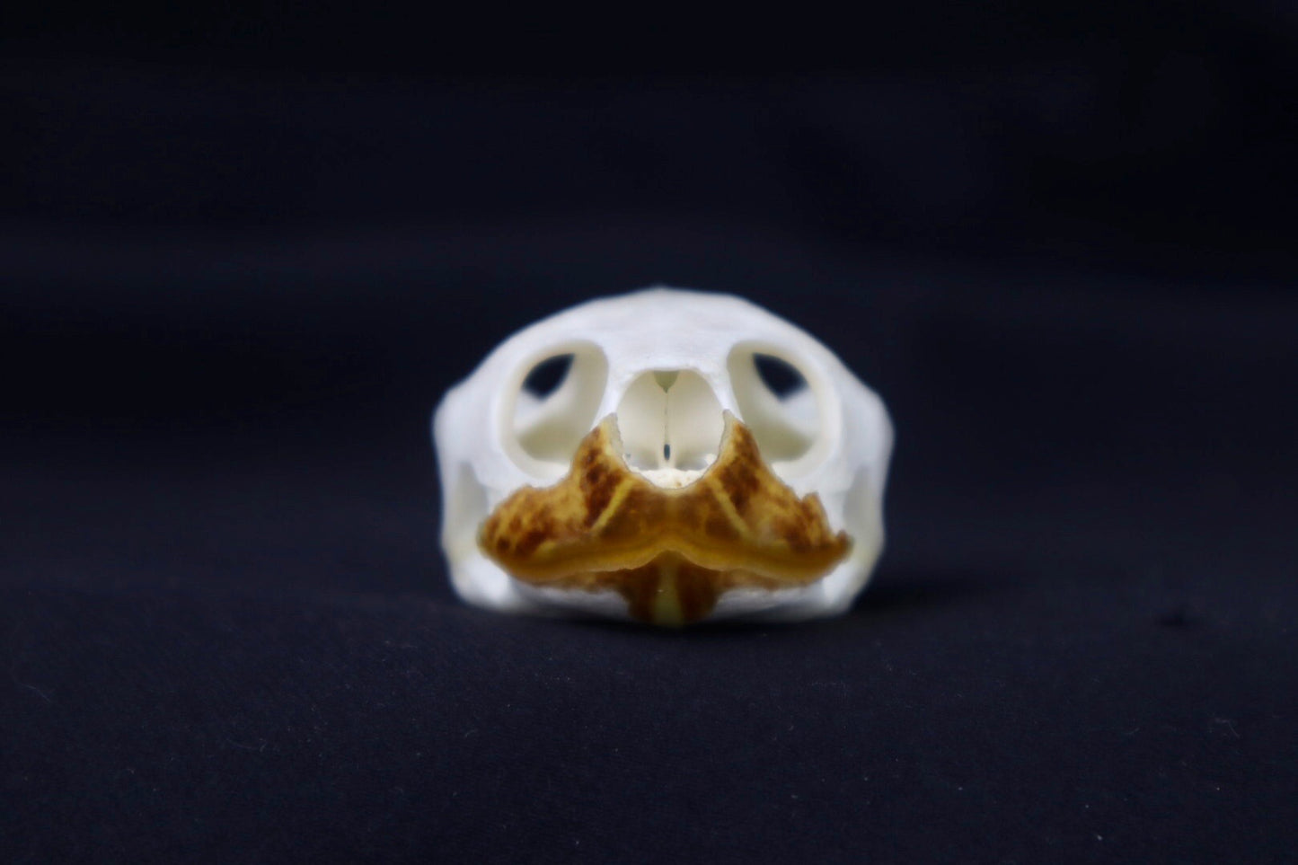 Red Eared Slider Skull