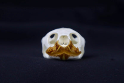 Red Eared Slider Skull