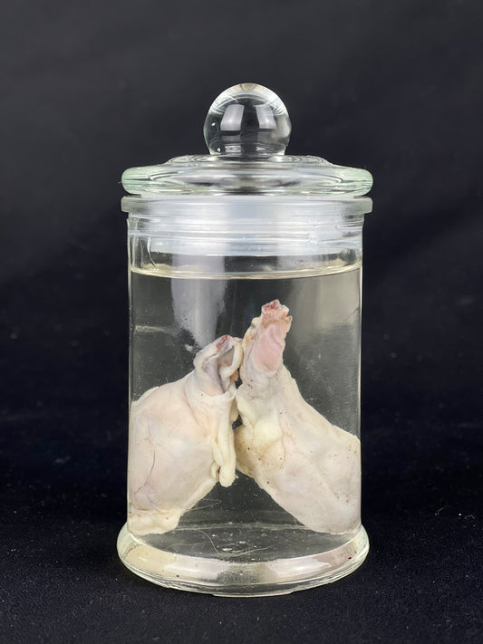 Reserved for Fabled Oddities  -  Wet Specimen Gray Wolf Testicles