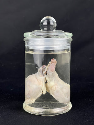 Reserved for Fabled Oddities  -  Wet Specimen Gray Wolf Testicles