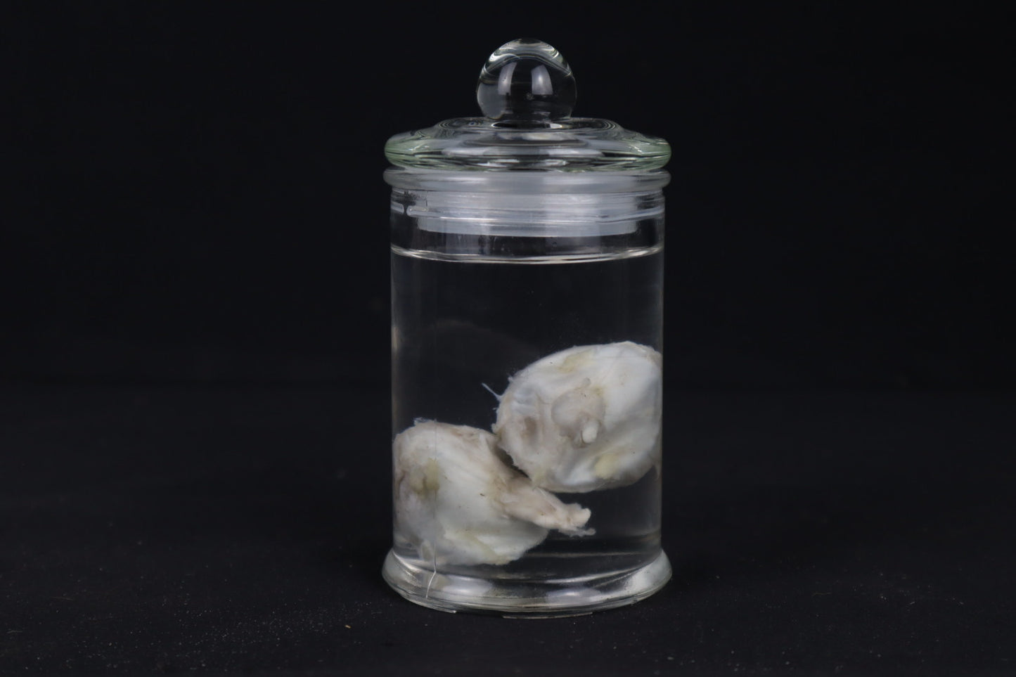 Mountain Lion Eyeballs Wet Specimen
