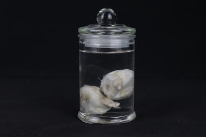 Mountain Lion Eyeballs Wet Specimen