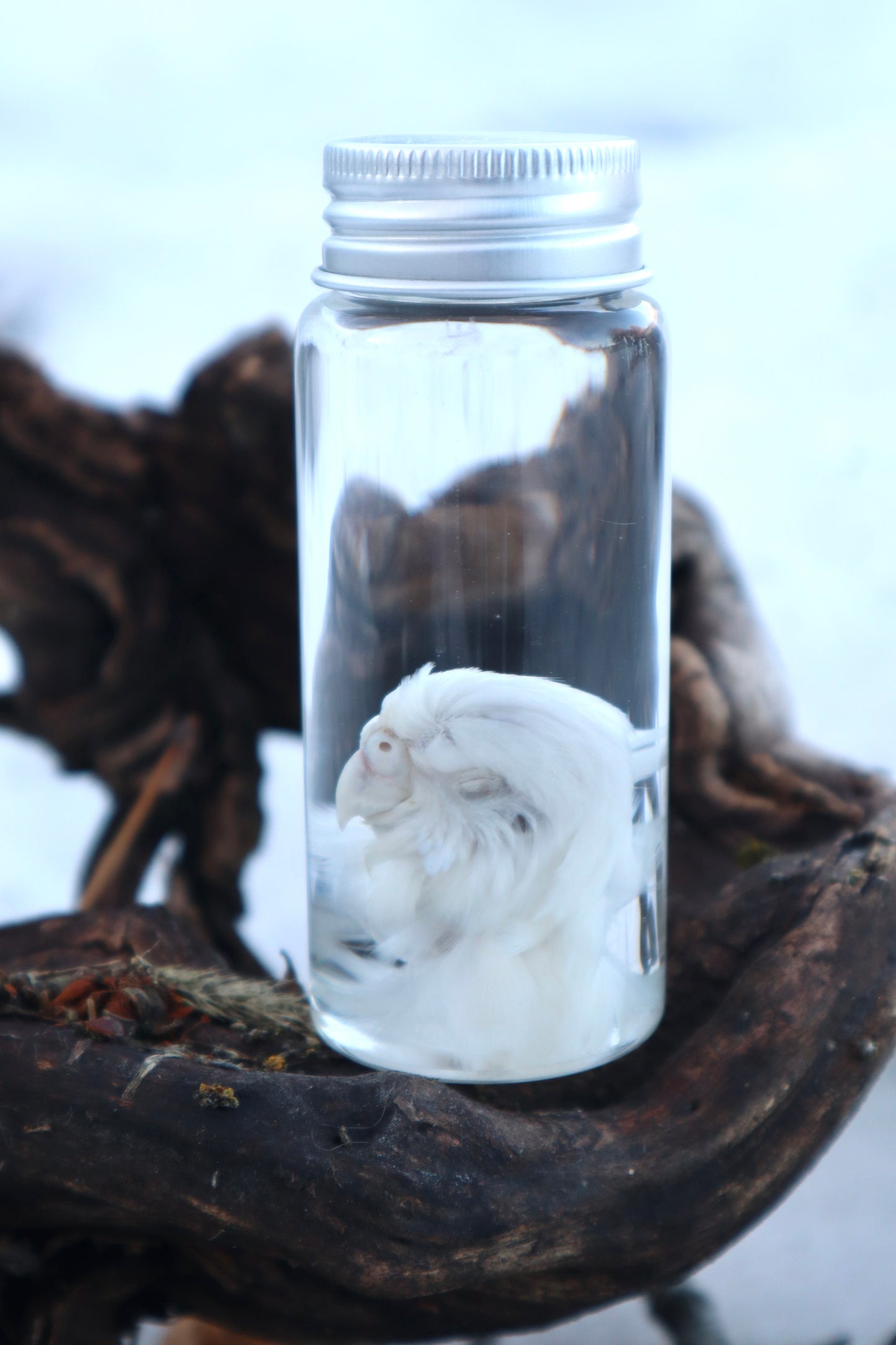 Parakeet Head Wet Specimen