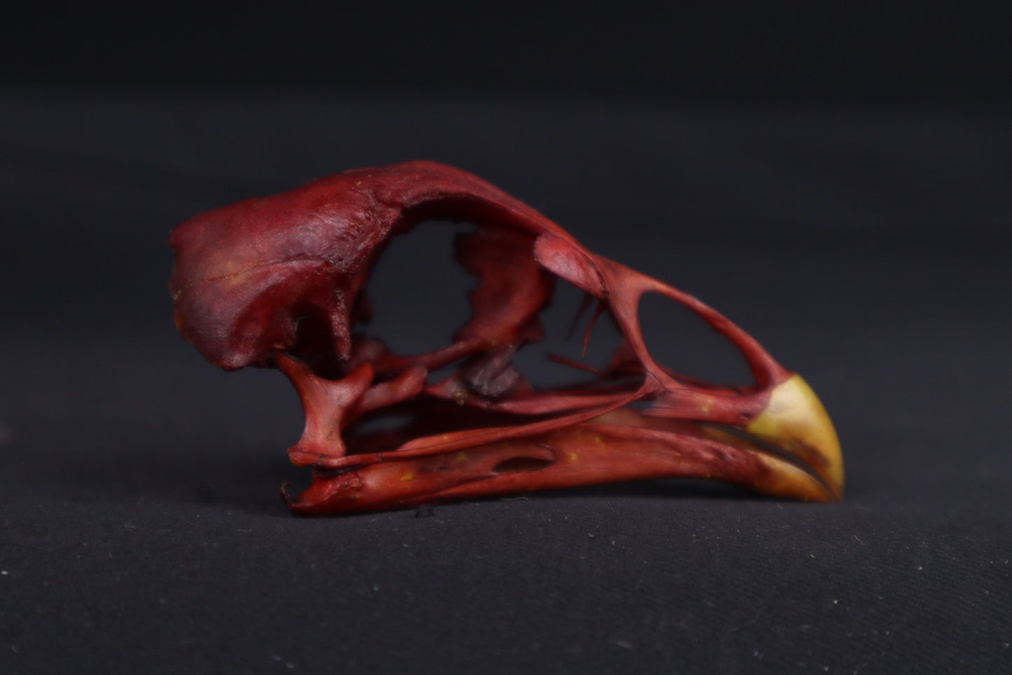 Craft Naturally Stained Chicken Skull