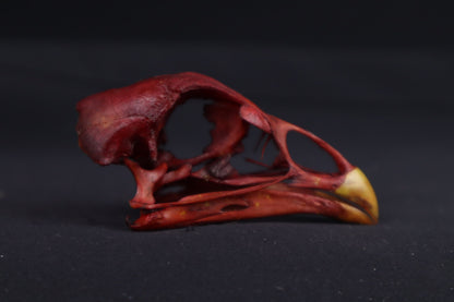 Craft Naturally Stained Chicken Skull
