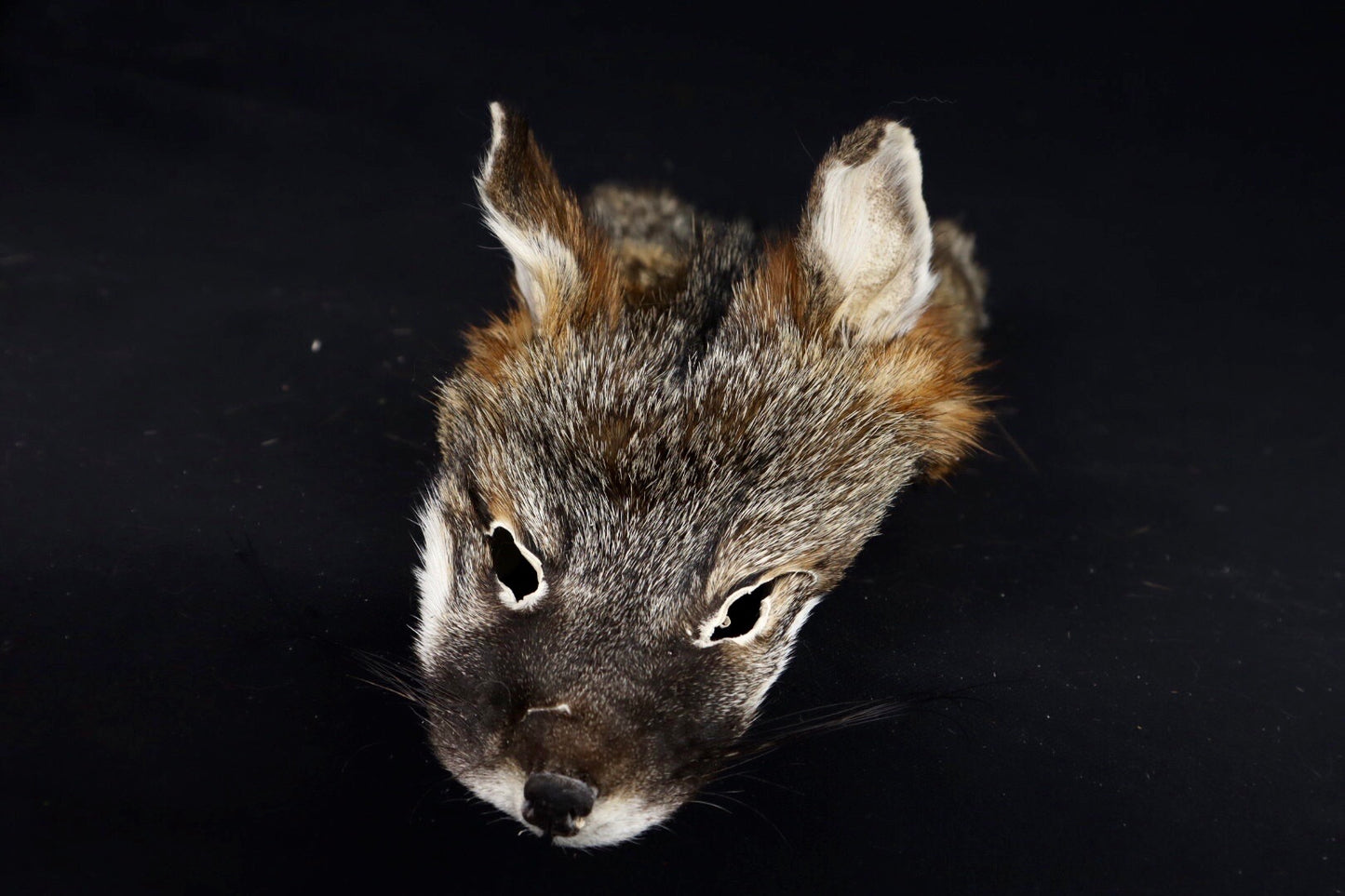 Gray Fox Face/Cape