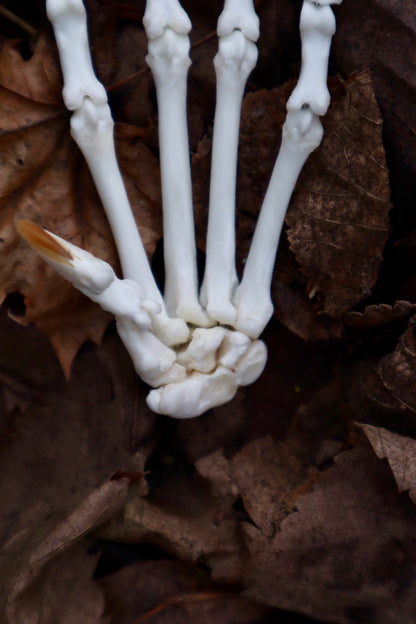 Bobcat Paw Articulation