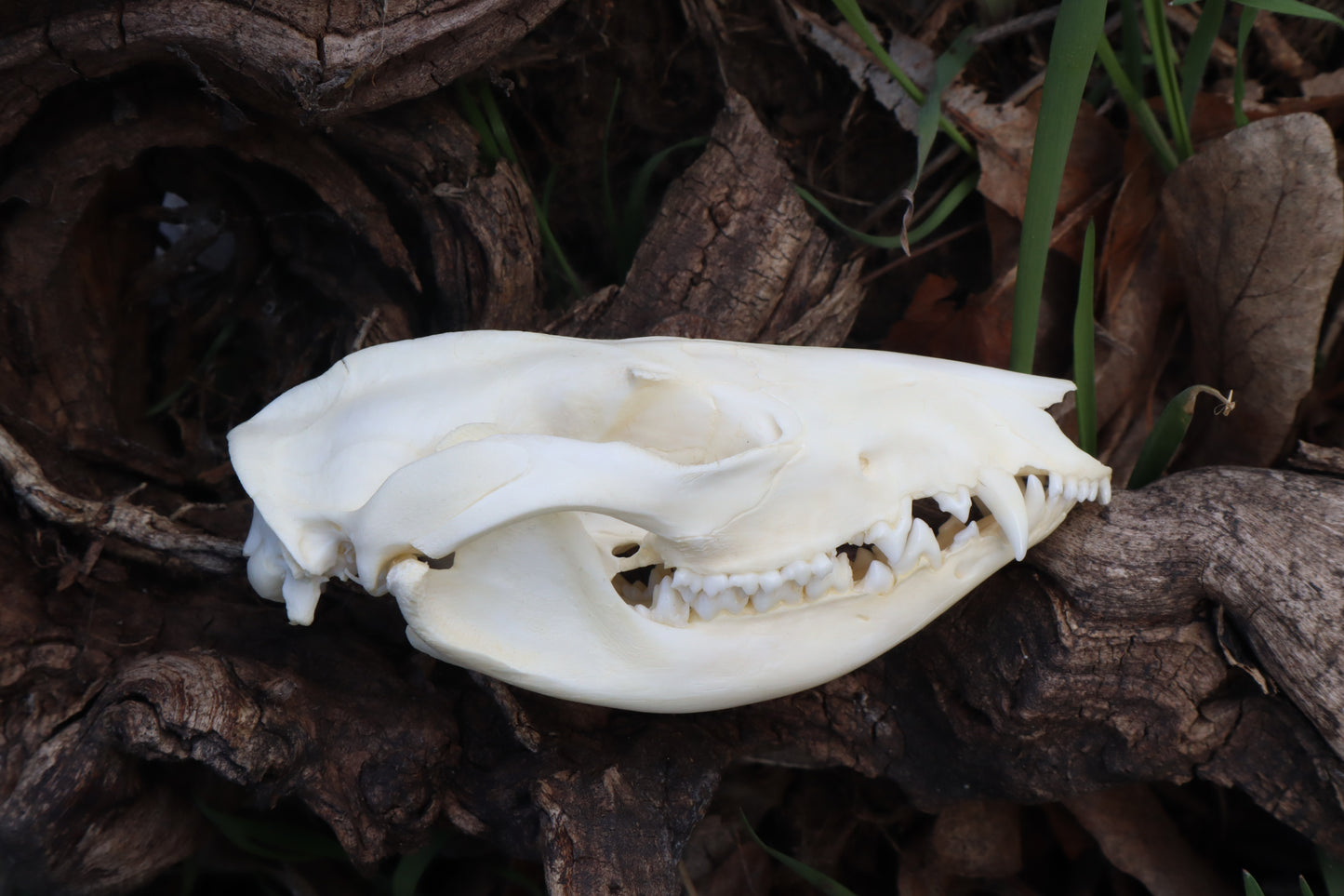 Juvenile Opossum Skull
