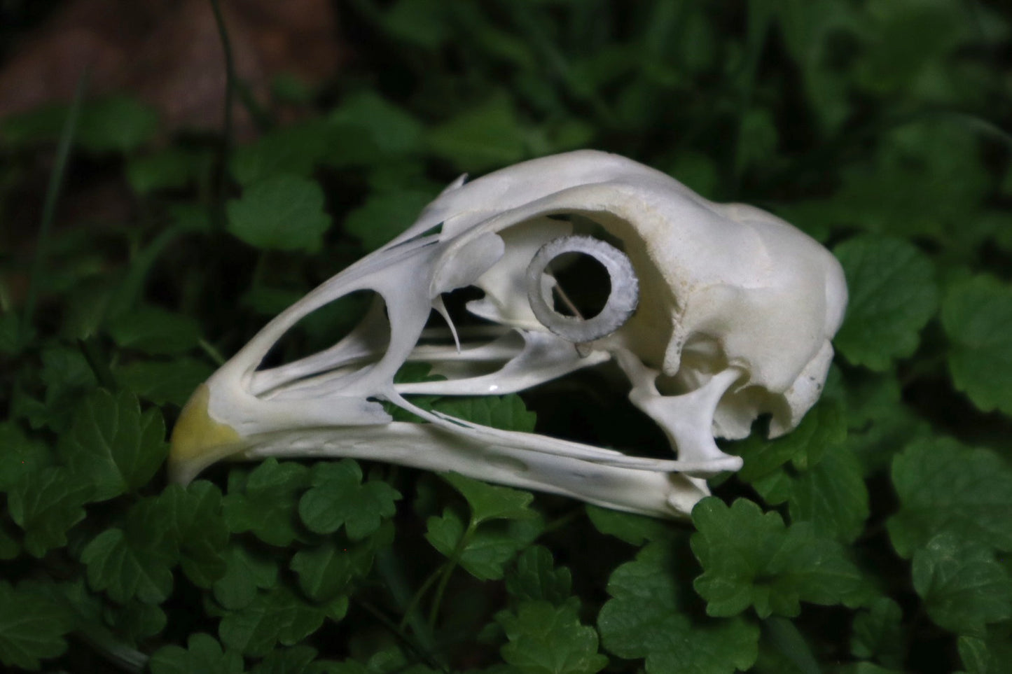 Chicken Skull with Sclerotic Rings