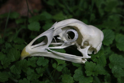 Chicken Skull with Sclerotic Rings