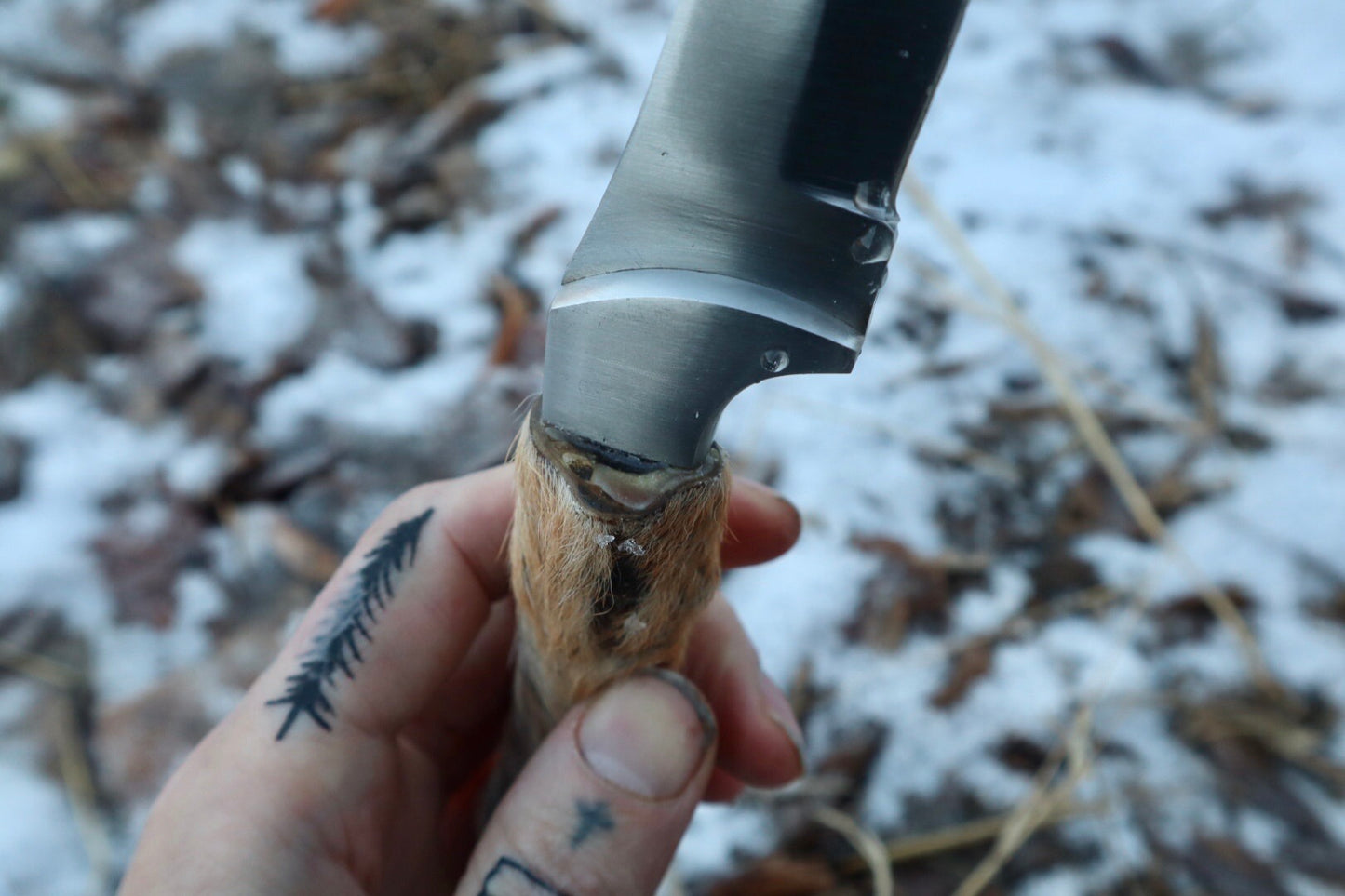Coyote Paw Knife