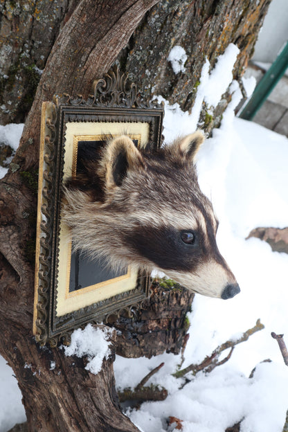 Taxidermy Raccoon