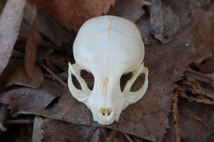 Reserved for Alycia - Kitten Skull