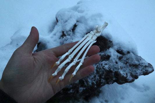 Bobcat Paw Articulation