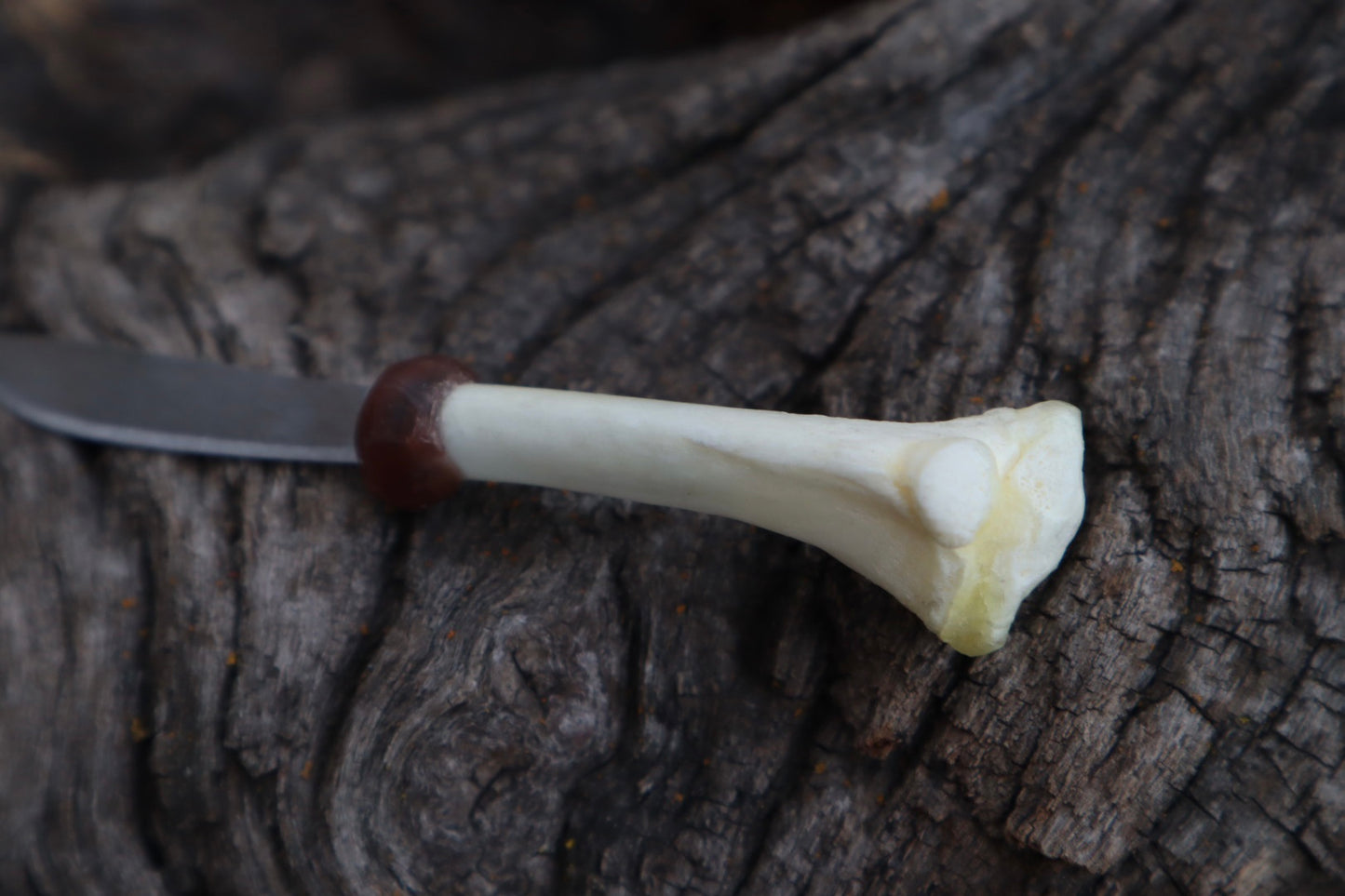 Kitten Tibia Knife