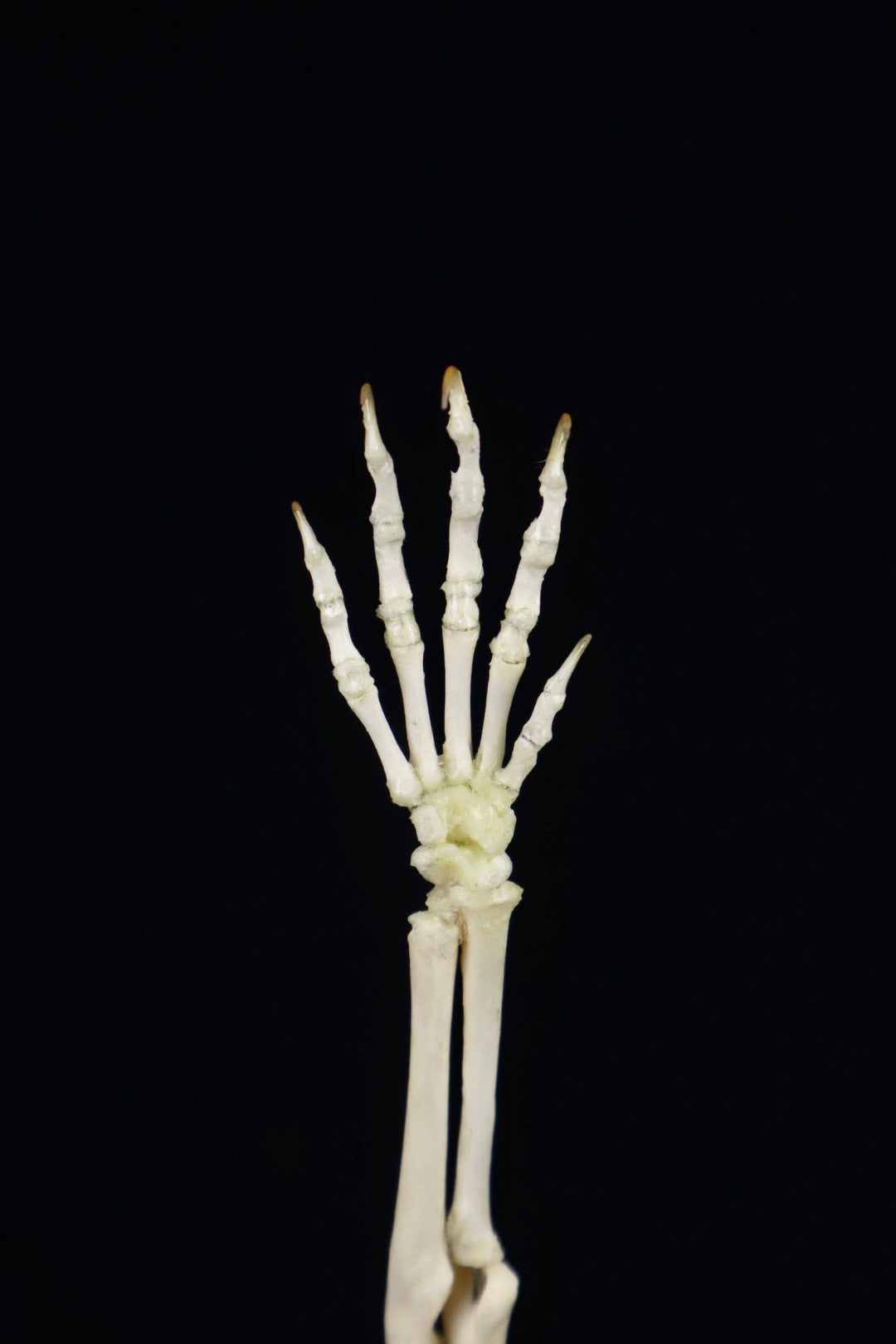 Domestic Kitten Arm Articulation