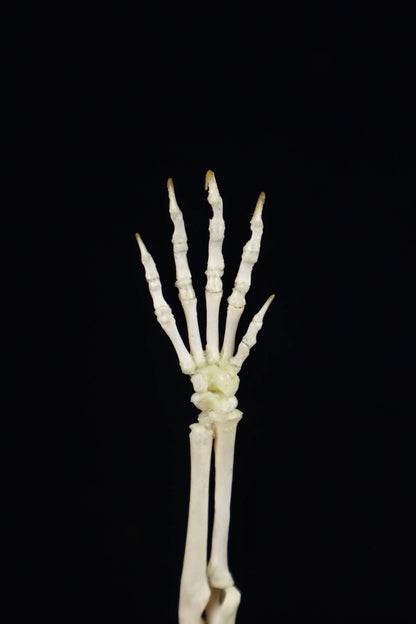 Domestic Kitten Arm Articulation