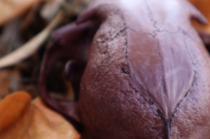 Reserved for Allie - Naturally Stained Alaskan Lynx Skull