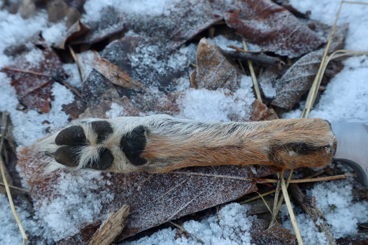 Coyote Paw Knife