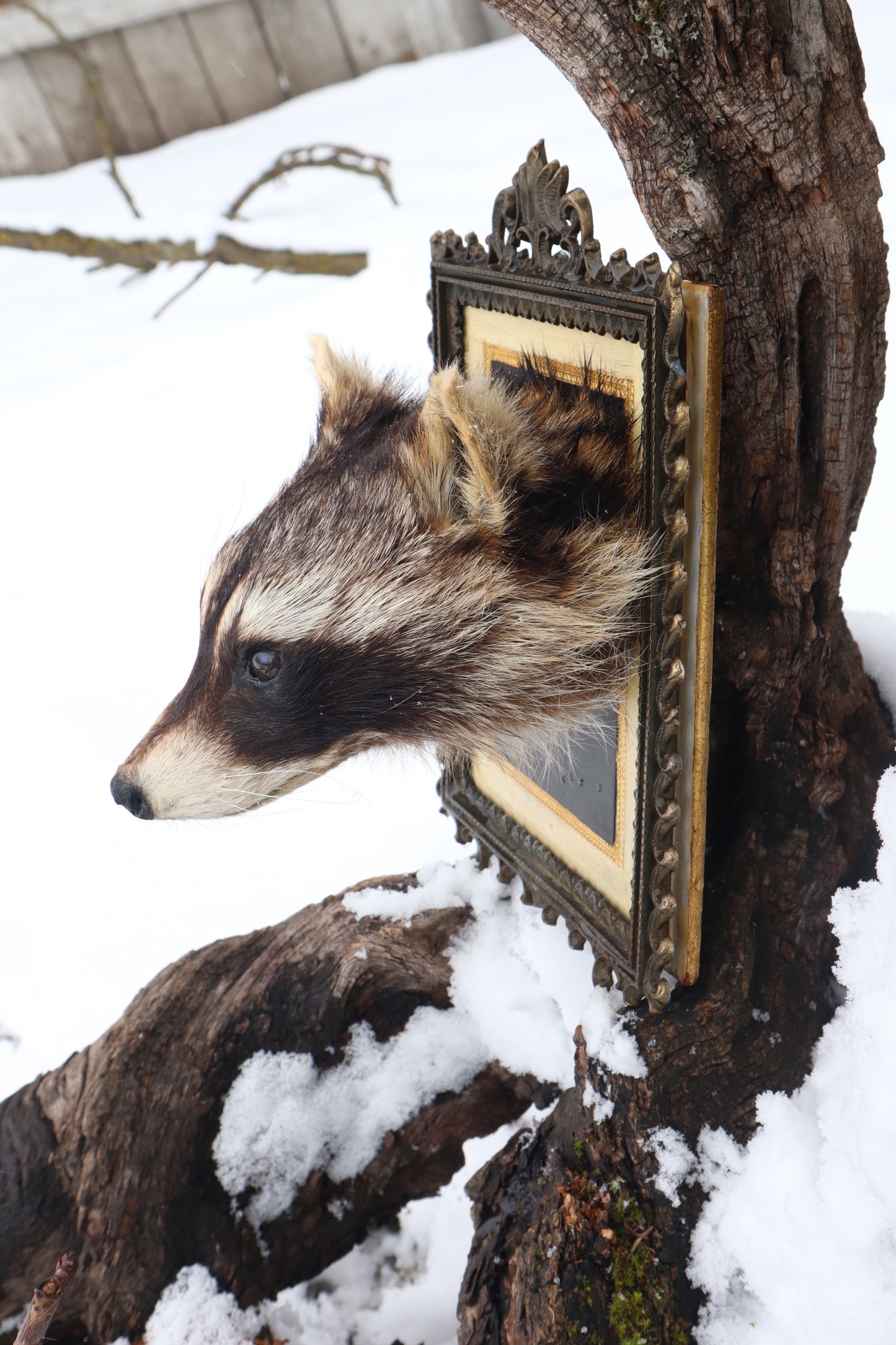 Taxidermy Raccoon