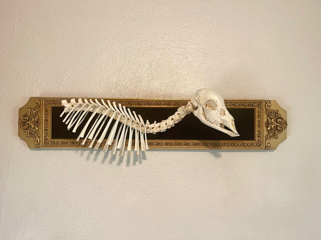 Reserved for Erin - Articulated Whitetail Fawn Skeleton