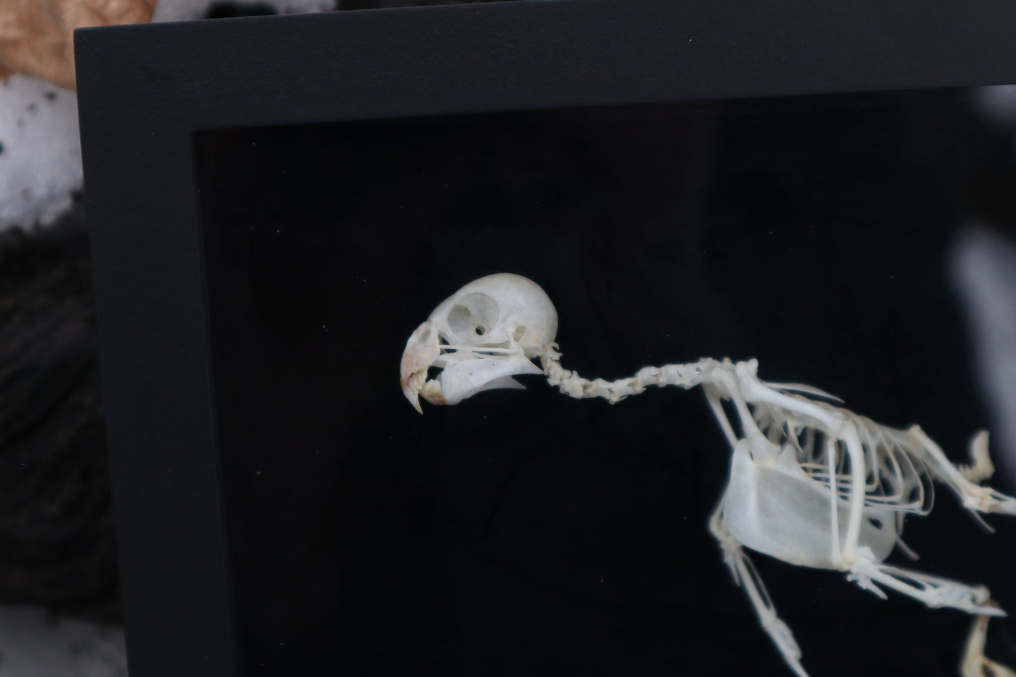 Articulated Parakeet Skeleton