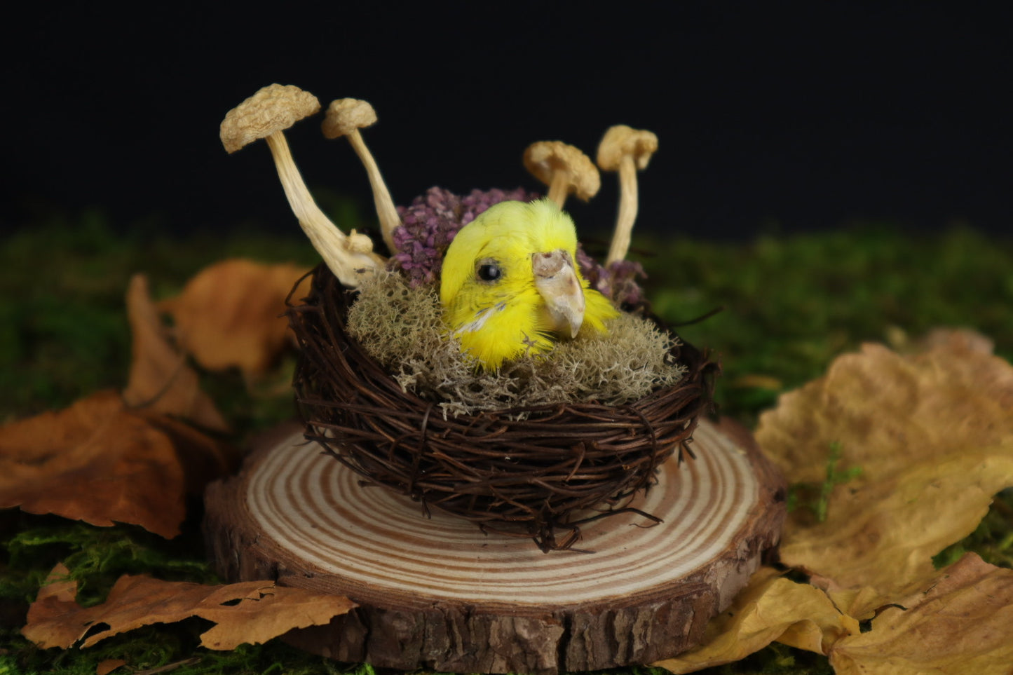 Reserved for Amanda -Taxidermy Budgerigar Head Sculpture