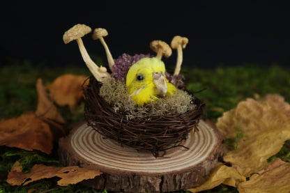 Reserved for Amanda -Taxidermy Budgerigar Head Sculpture