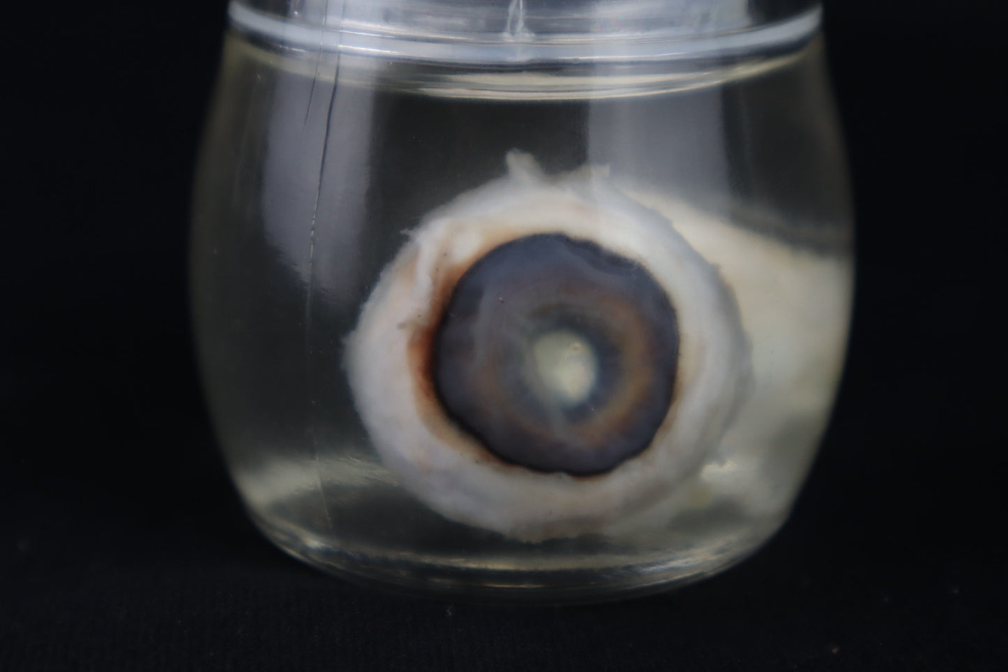 Reserved for Fabled Oddities  -  Wet Specimen Gray Wolf Eyeballs